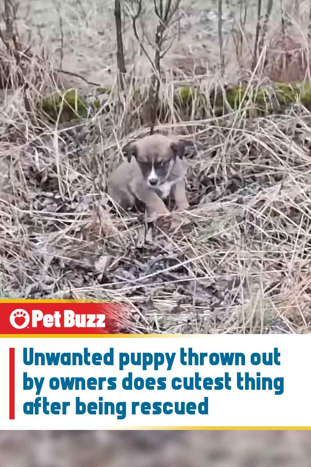 Unwanted puppy thrown out by owners does cutest thing after being rescued