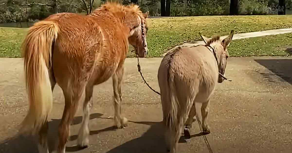 Blind pony and mini donkey
