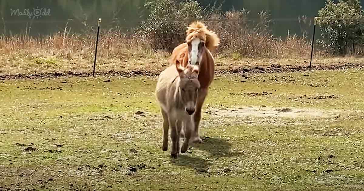 Blind pony and mini donkey