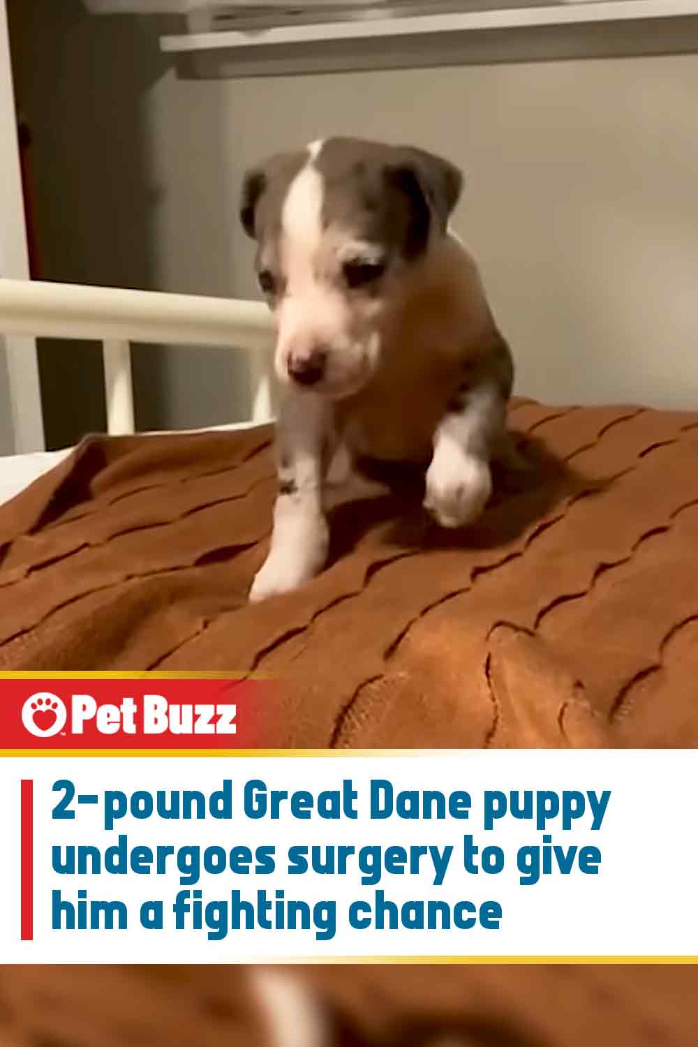 2-pound Great Dane puppy undergoes surgery to give him a fighting chance