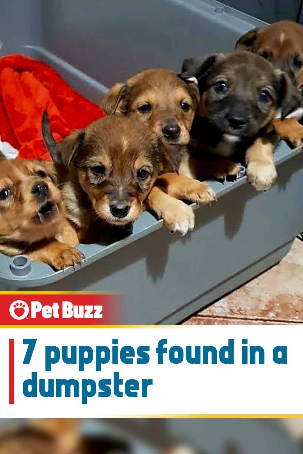 7 puppies found in a dumpster