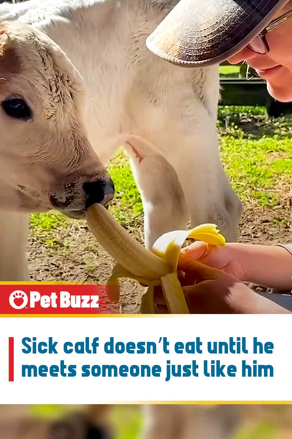 Sick calf doesn’t eat until he meets someone just like him