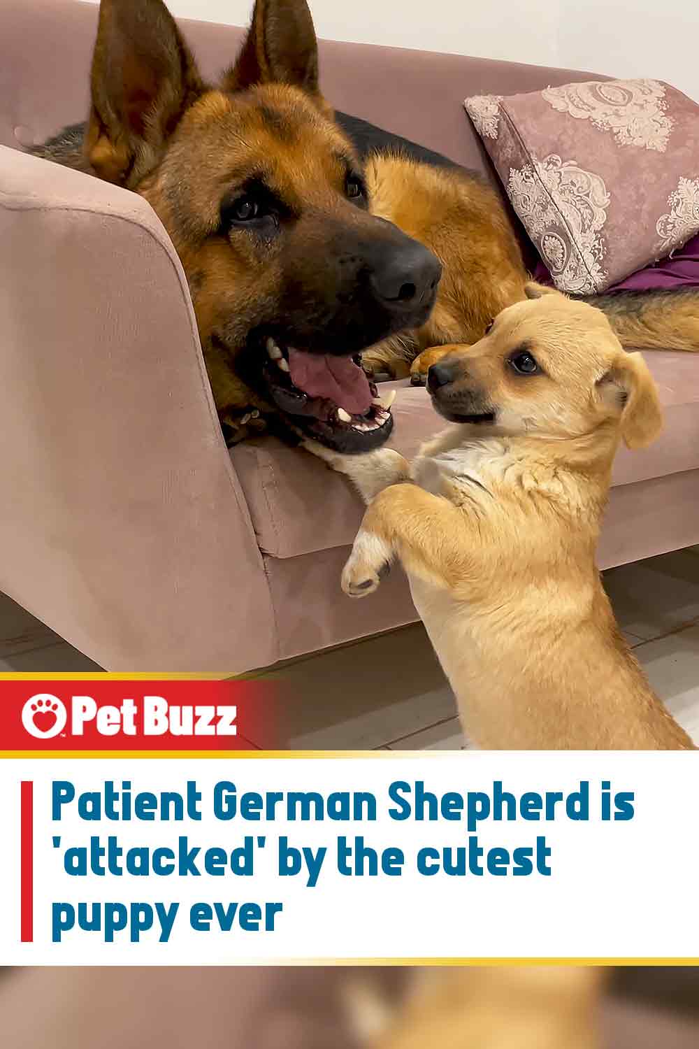 Patient German Shepherd is \'attacked\' by the cutest puppy ever