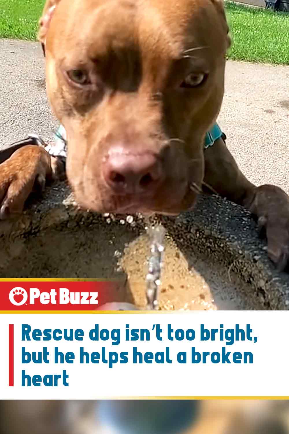 Rescue dog isn’t too bright, but he helps heal a broken heart