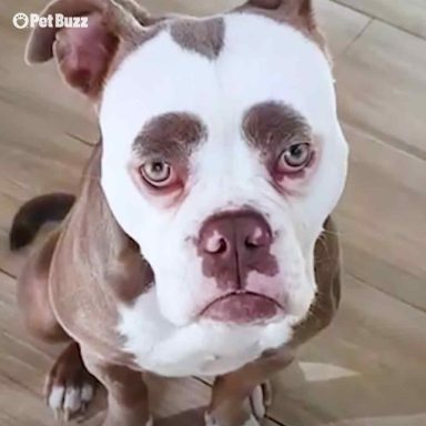 Grumpy old man reincarnated as a bulldog – Pet Buzz