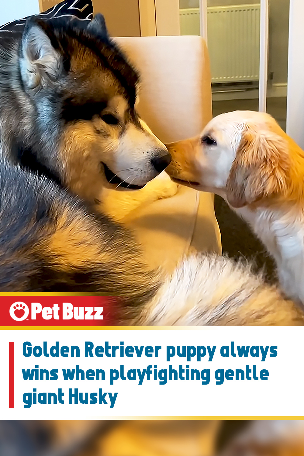 Golden Retriever puppy always wins when playfighting gentle giant Husky