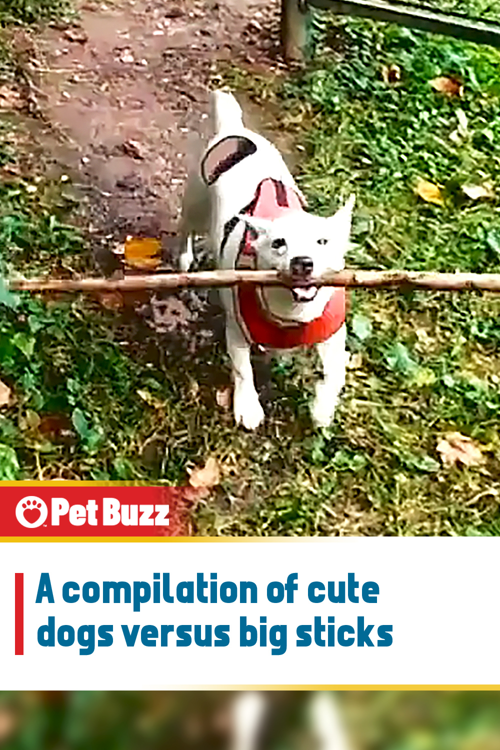 A compilation of cute dogs versus big sticks