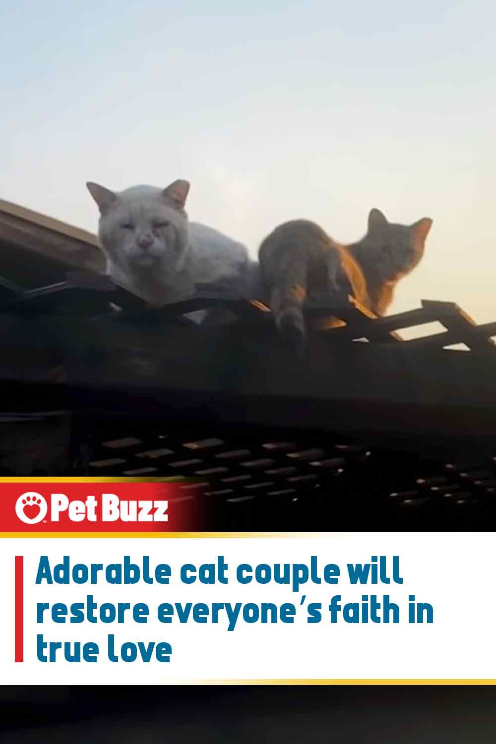 Adorable cat couple will restore everyone’s faith in true love