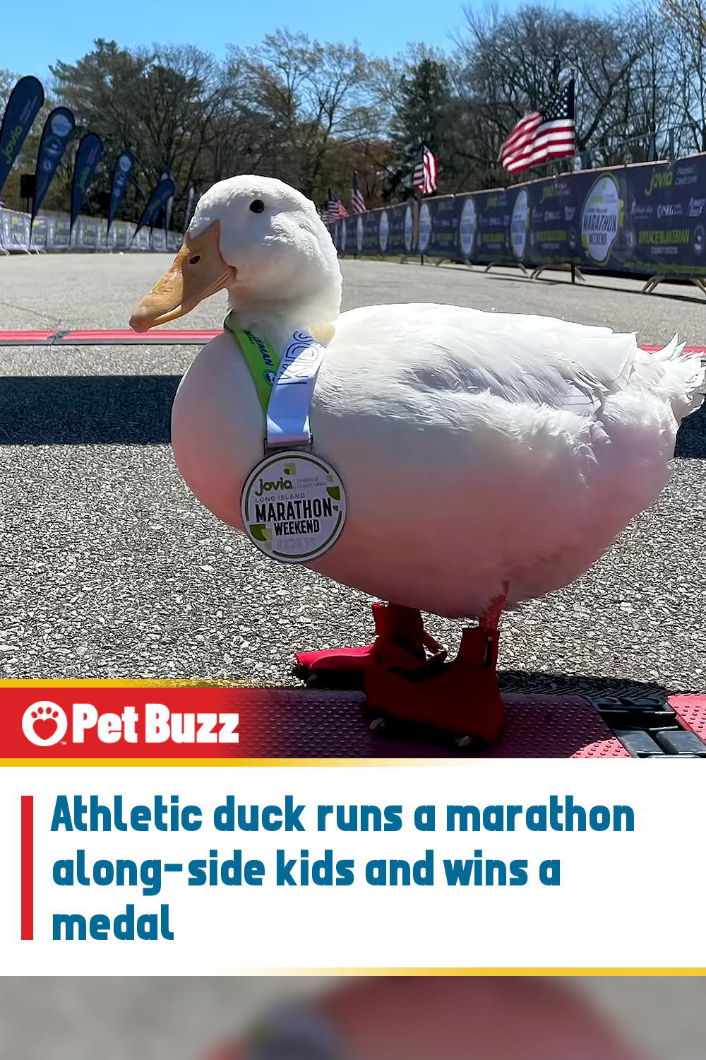 Athletic duck runs a marathon along-side kids and wins a medal