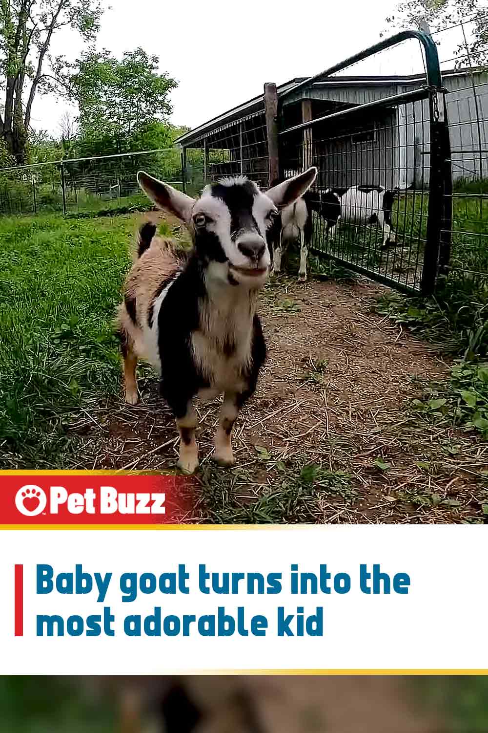 Baby goat turns into the most adorable kid