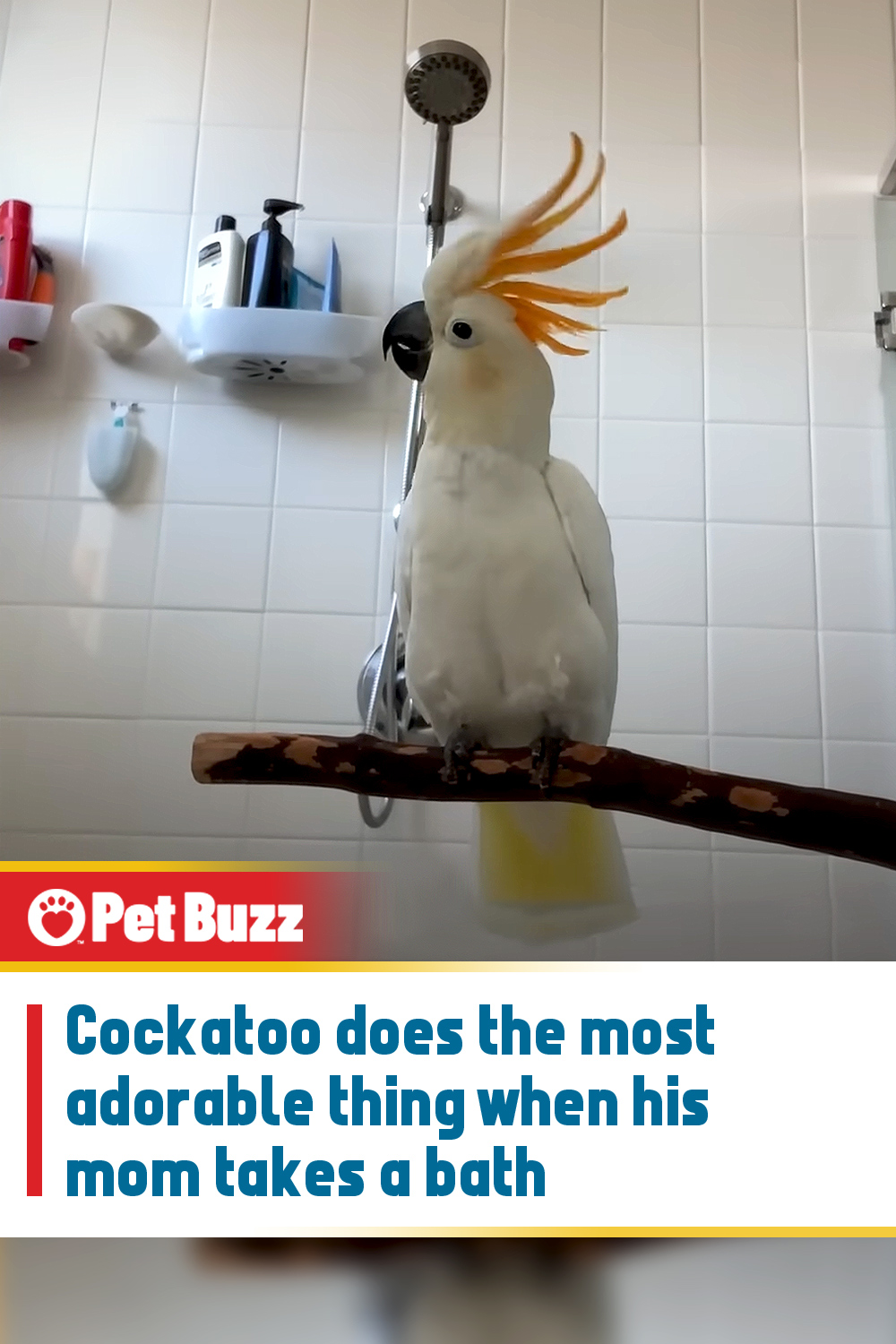 Cockatoo does the most adorable thing when his mom takes a bath