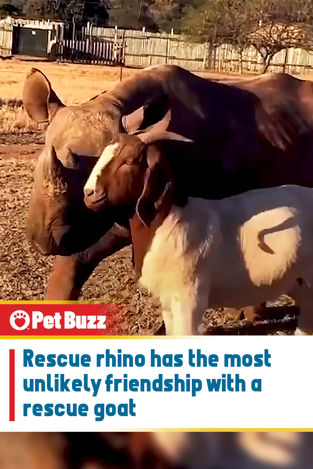 Rescue rhino has the most unlikely friendship with a rescue goat