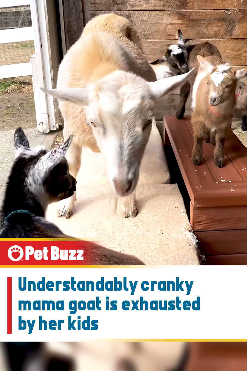Understandably cranky mama goat is exhausted by her kids