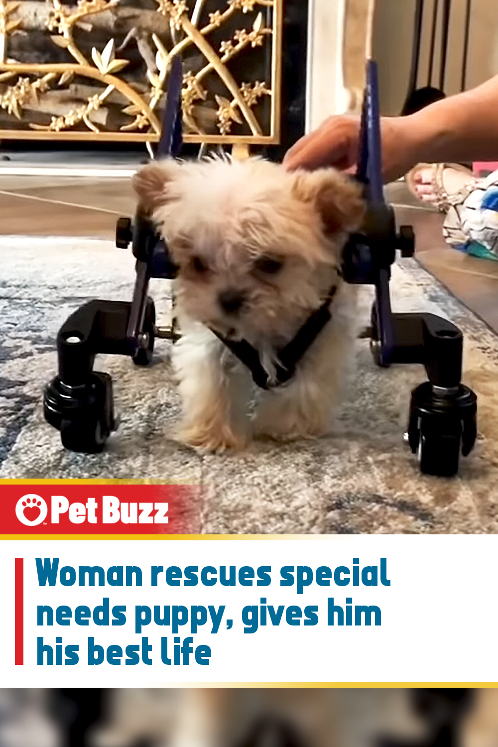 Woman rescues special needs puppy, gives him his best life
