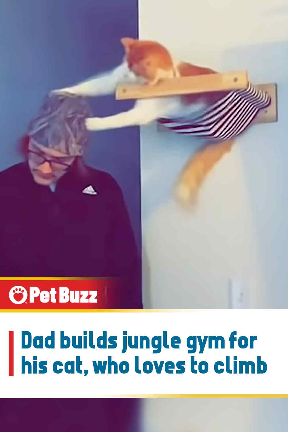 Dad builds jungle gym for his cat, who loves to climb