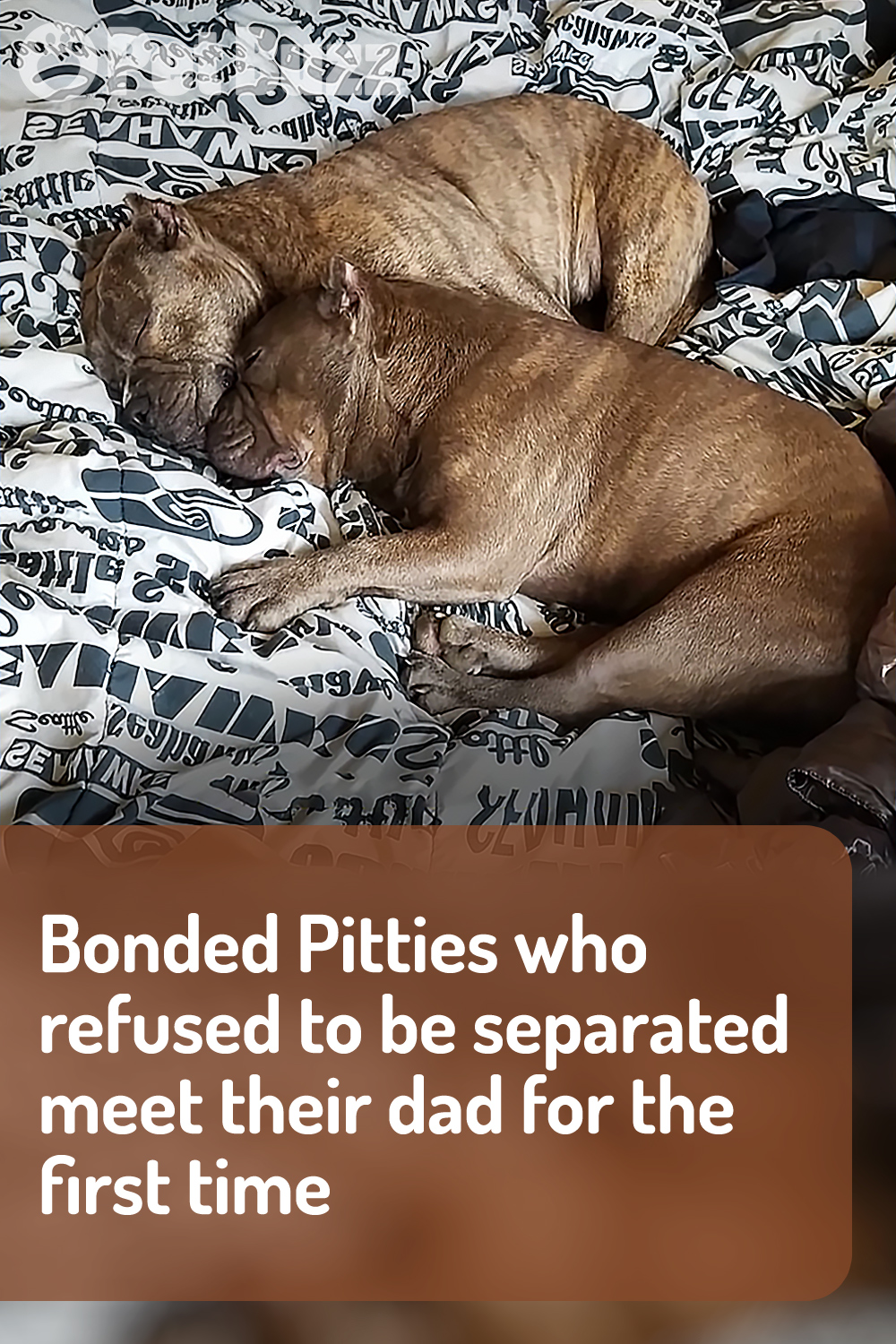 Bonded Pitties who refused to be separated meet their dad for the first time