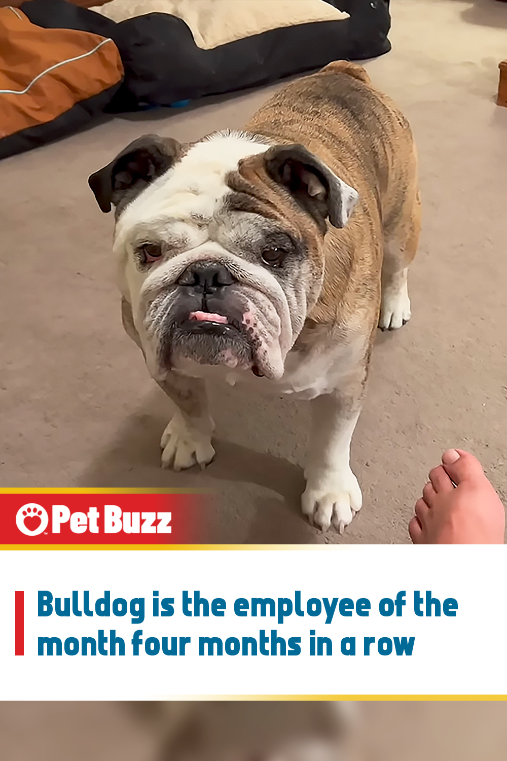 Bulldog is the employee of the month four months in a row