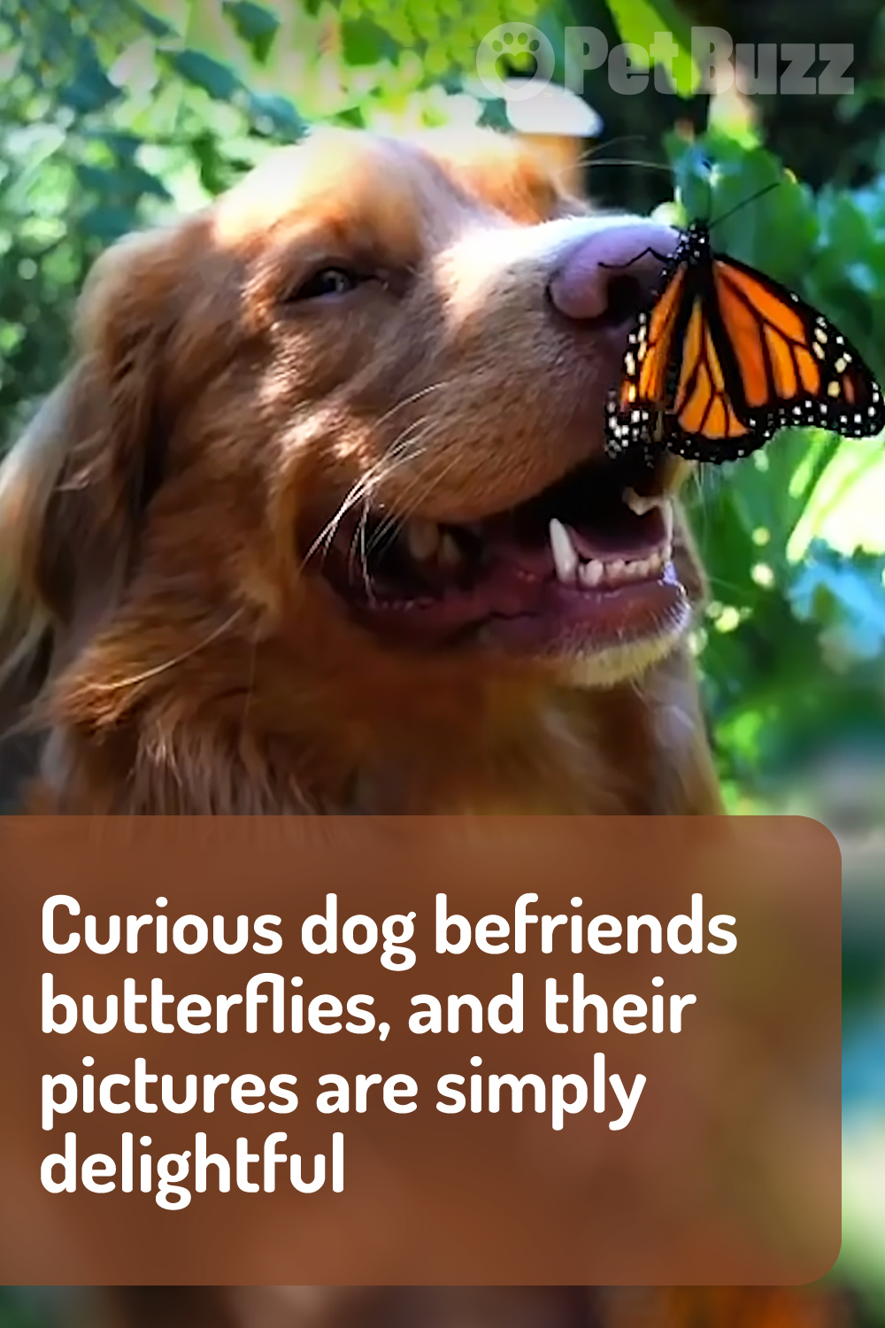 Curious dog befriends butterflies, and their pictures are simply delightful