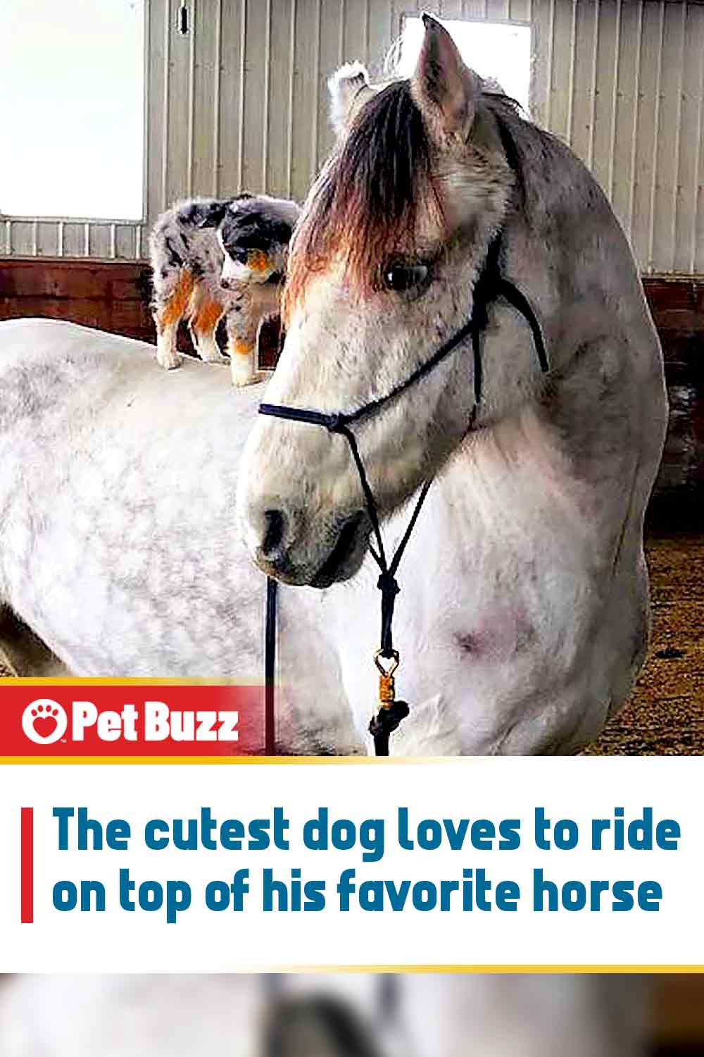 The cutest dog loves to ride on top of his favorite horse