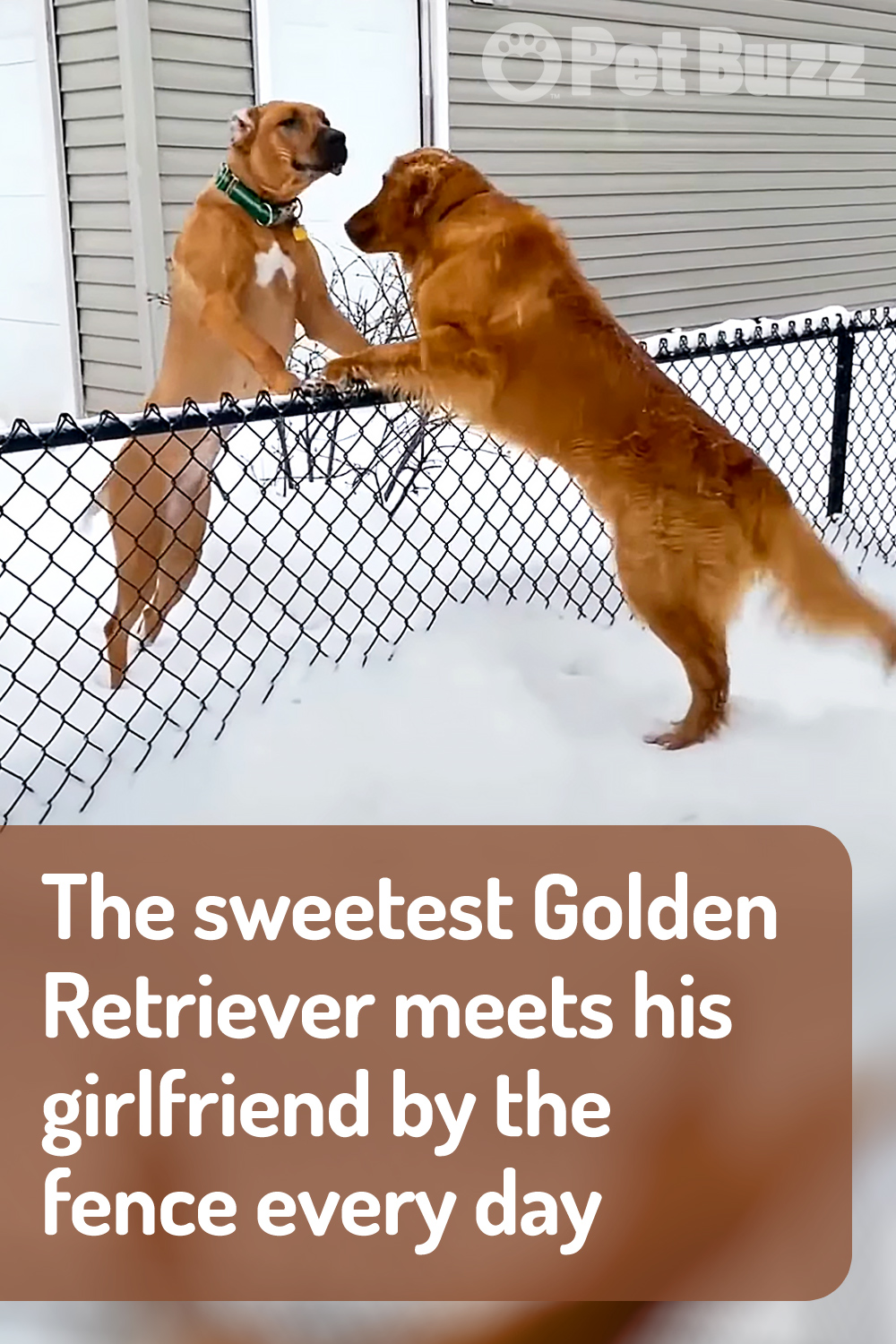 The sweetest Golden Retriever meets his girlfriend by the fence every day