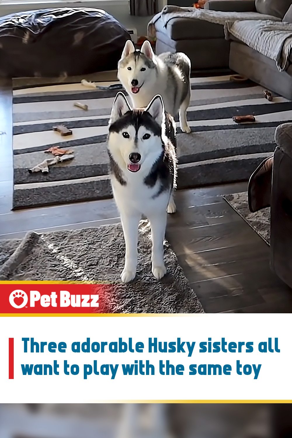 Three adorable Husky sisters all want to play with the same toy
