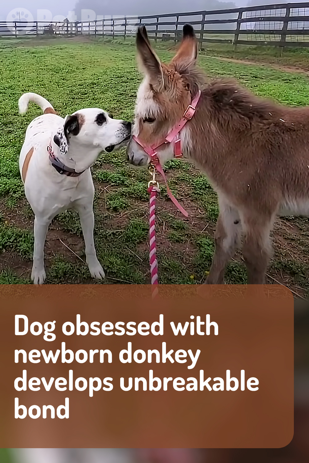 Dog obsessed with newborn donkey develops unbreakable bond