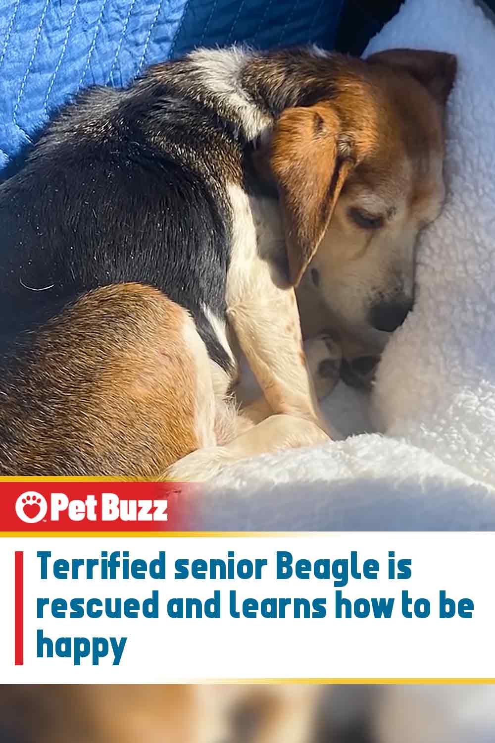 Terrified senior Beagle is rescued and learns how to be happy