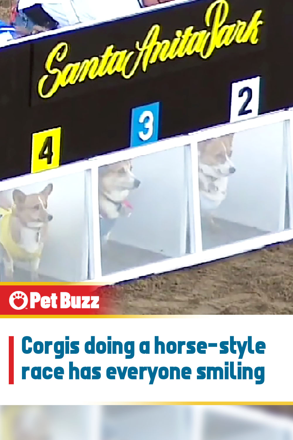 Corgis doing a horse-style race has everyone smiling