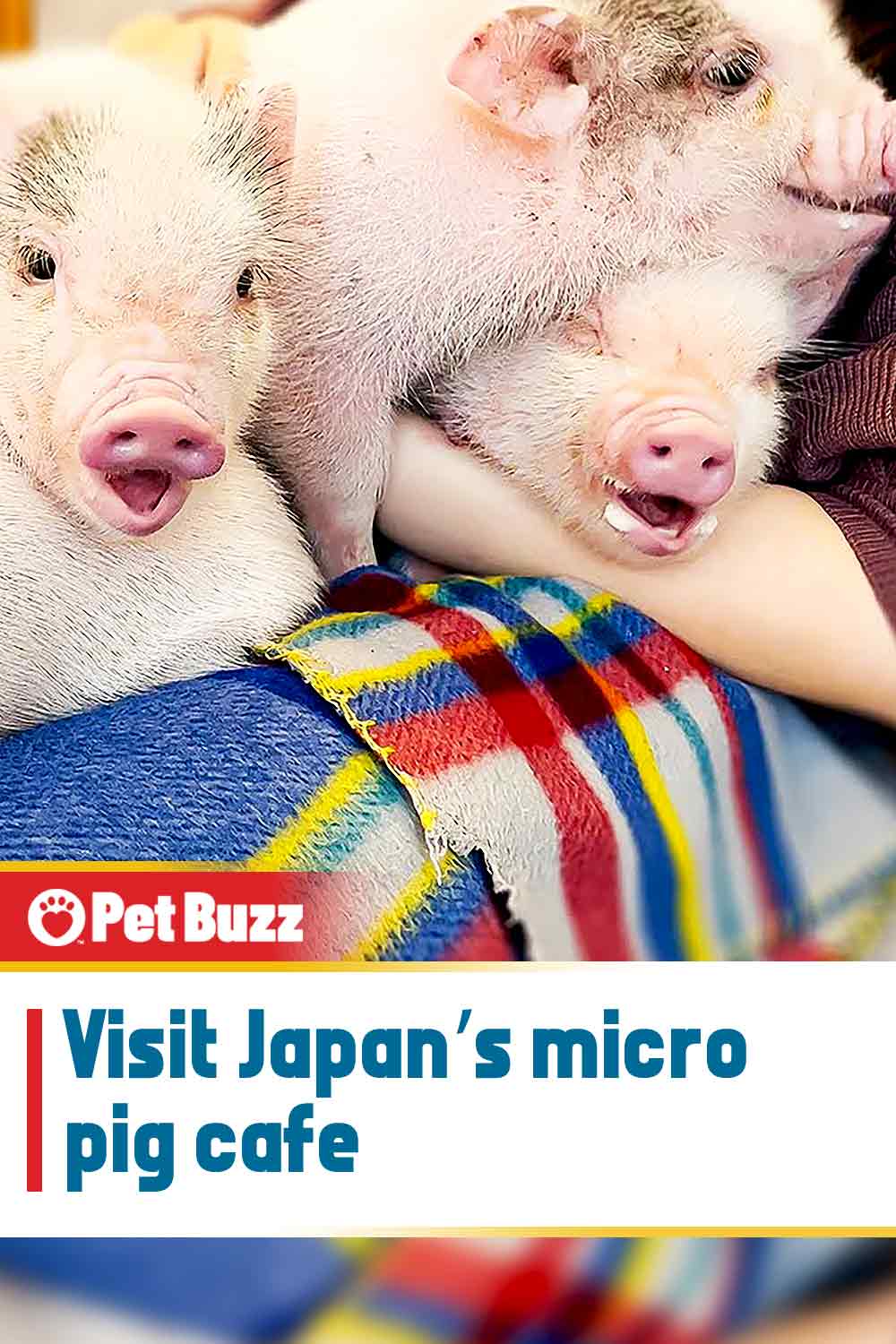 Visit Japan\'s micro pig cafe