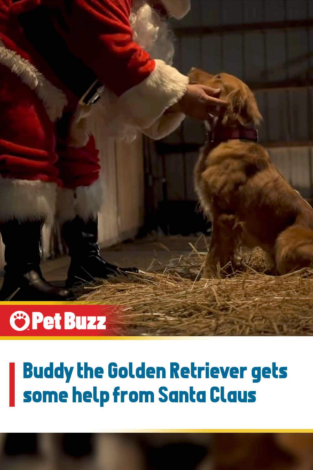 Buddy the Golden Retriever gets some help from Santa Claus
