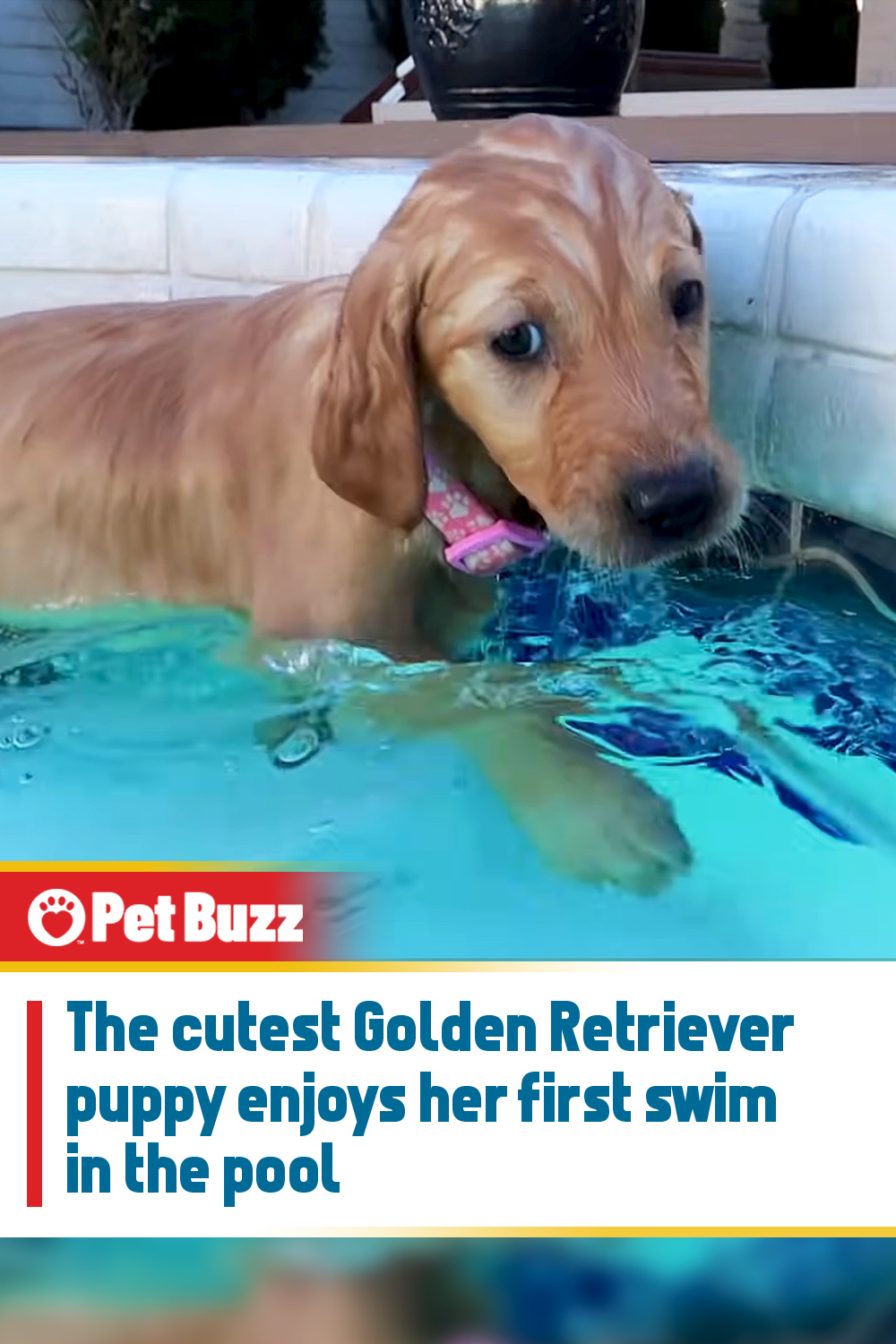 The cutest Golden Retriever puppy enjoys her first swim in the pool