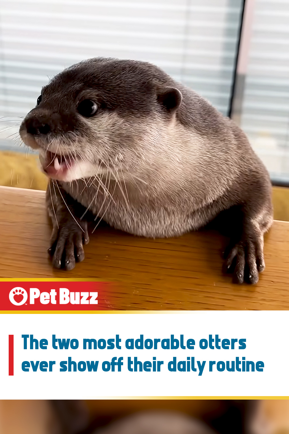 The two most adorable otters ever show off their daily routine