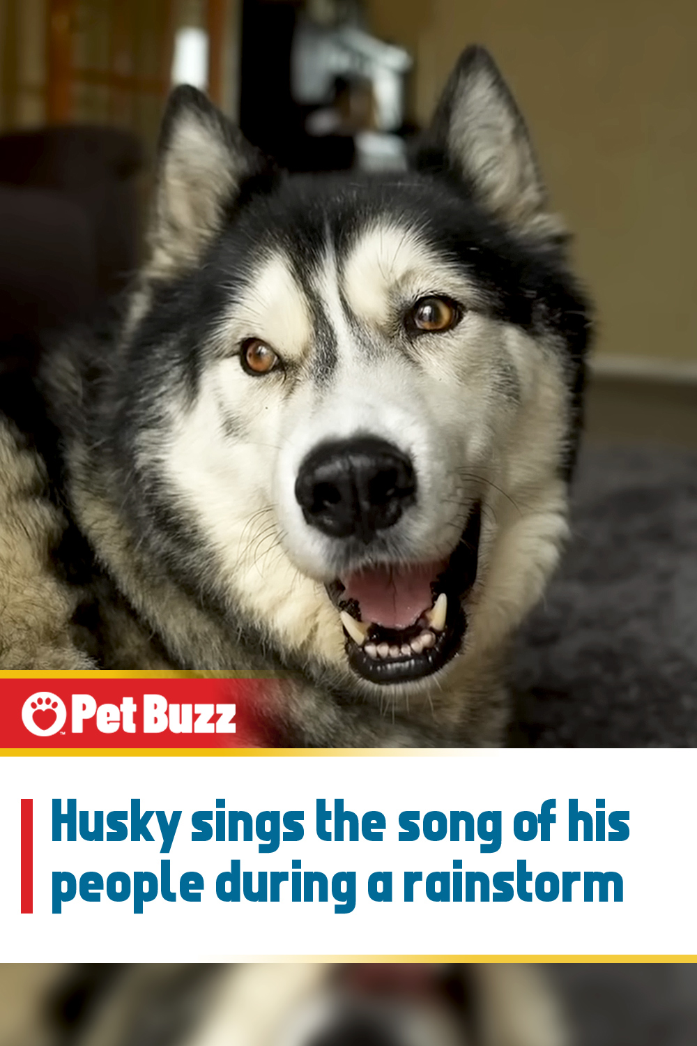 Husky sings the song of his people during a rainstorm