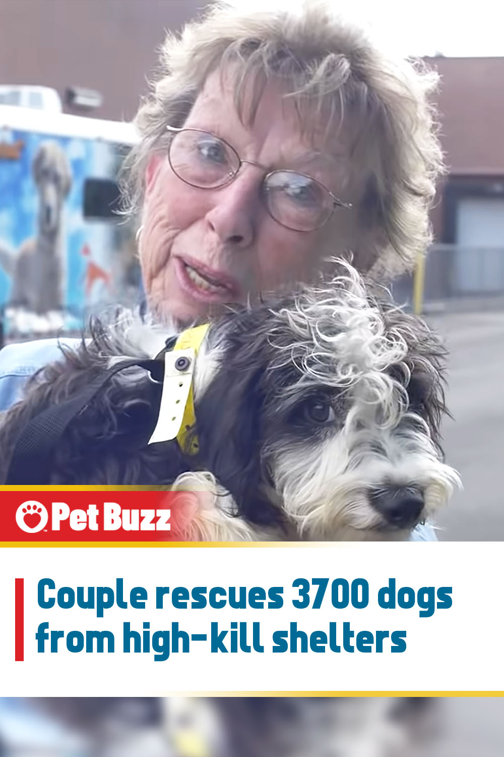 Couple rescues 3700 dogs from high-kill shelters
