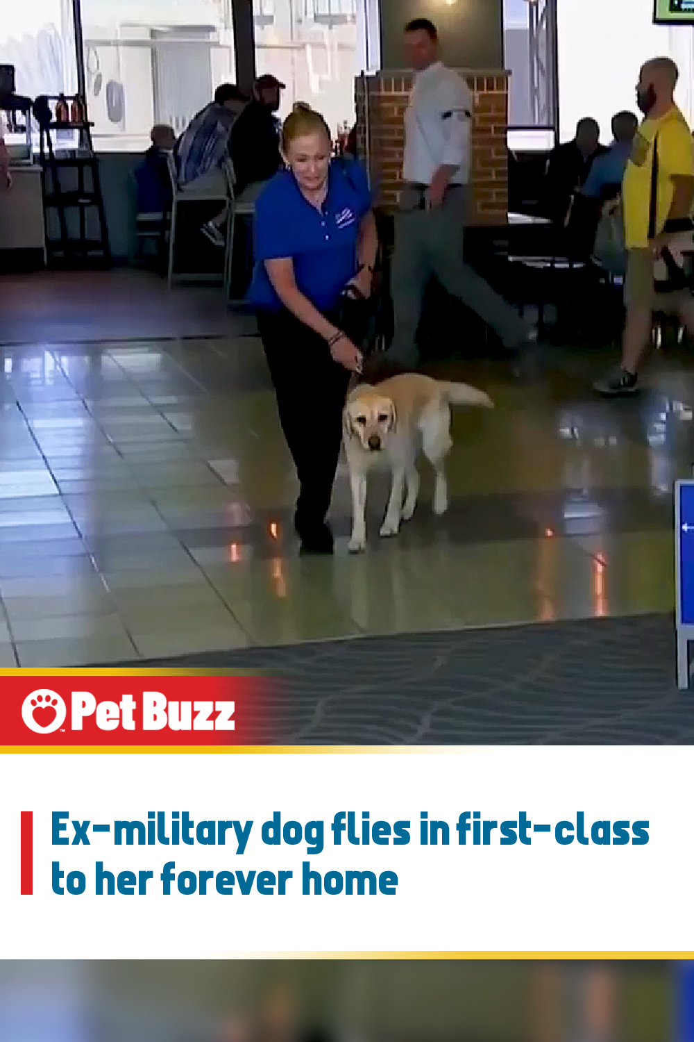 Ex-military dog flies in first-class to her forever home