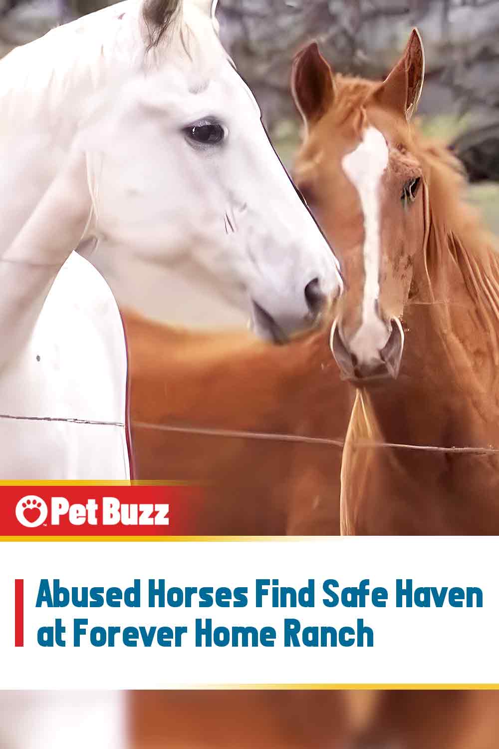 Abused Horses Find Safe Haven at Forever Home Ranch