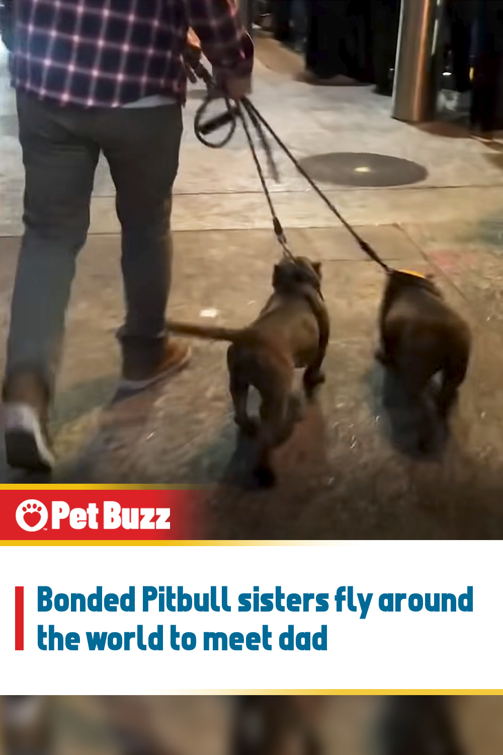 Bonded Pitbull sisters fly around the world to meet dad