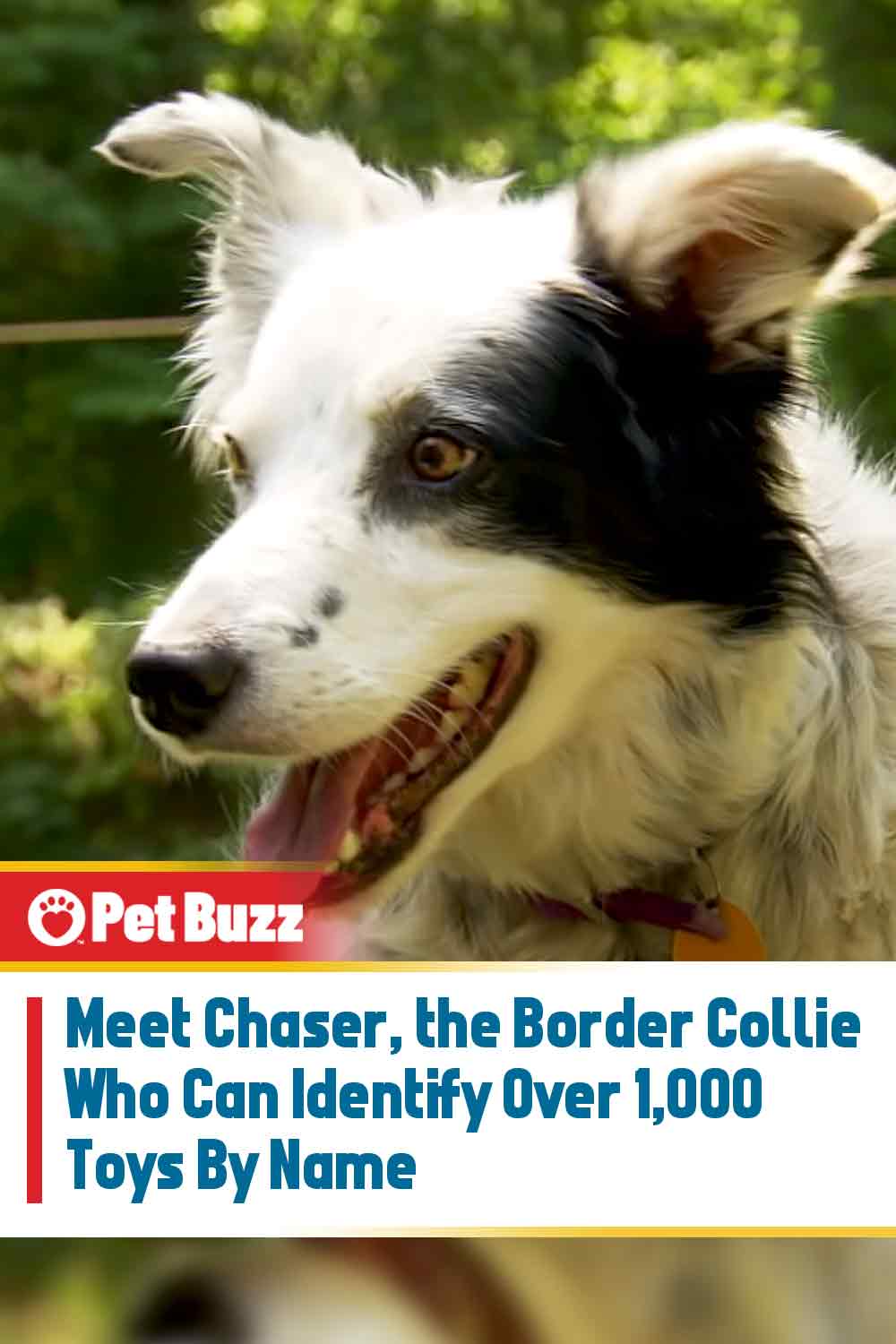 Meet Chaser, the Border Collie Who Can Identify Over 1,000 Toys By Name