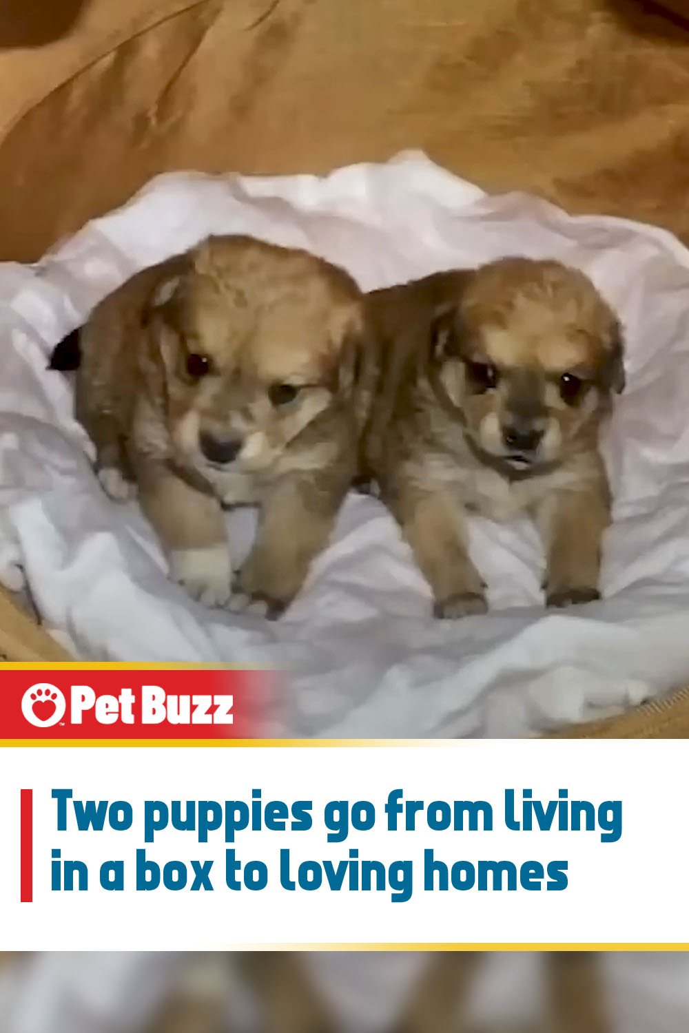 Two puppies go from living in a box to loving homes