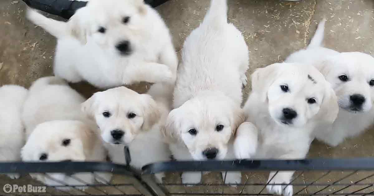 10 Golden Retriever Puppies!