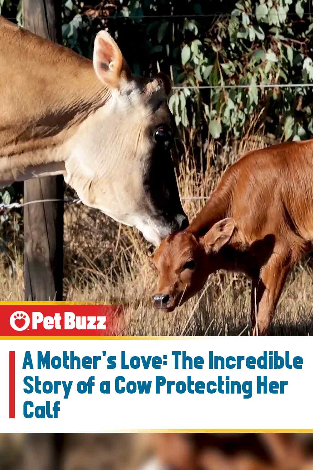 A Mother\'s Love: The Incredible Story of a Cow Protecting Her Calf