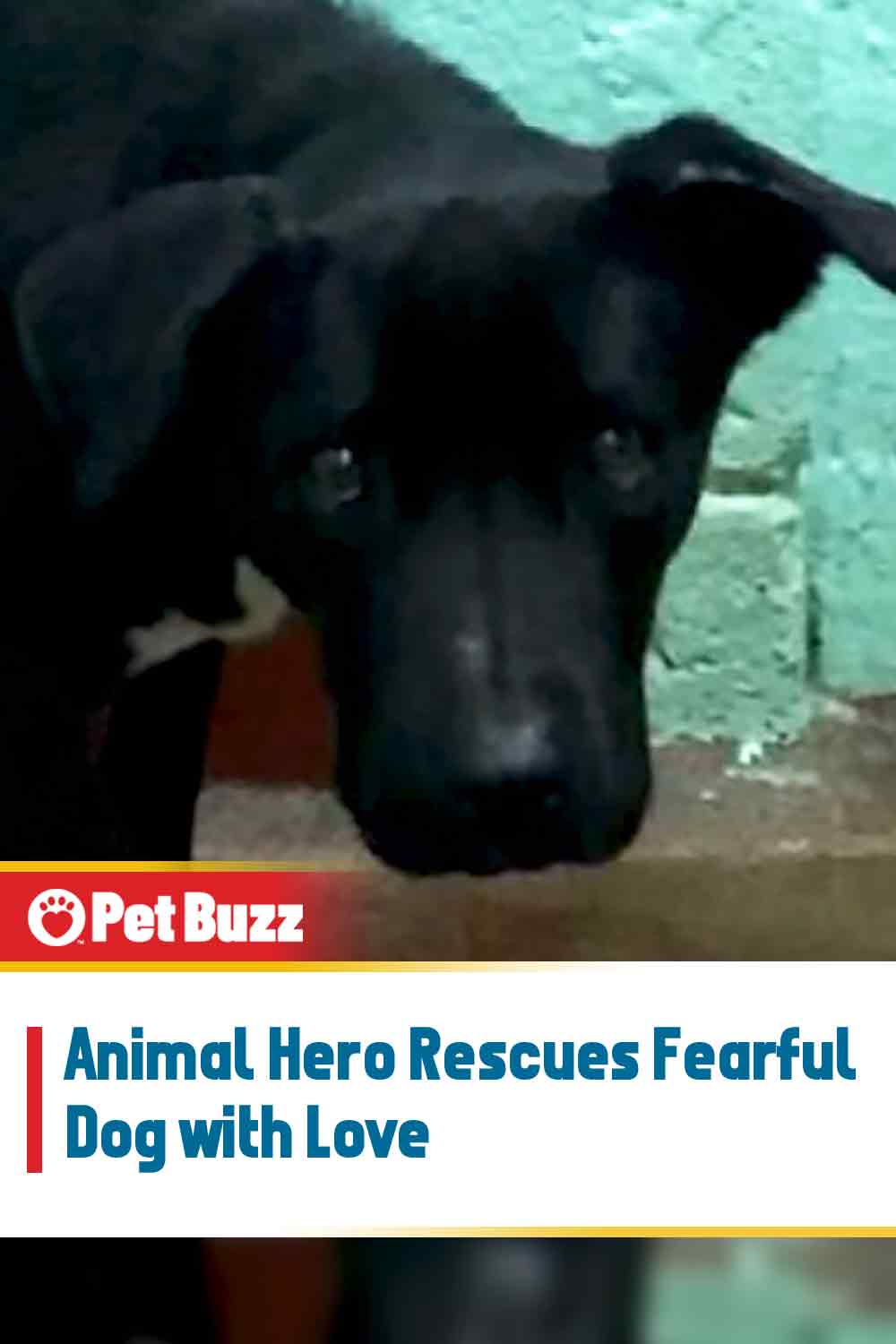 Animal Hero Rescues Fearful Dog with Love