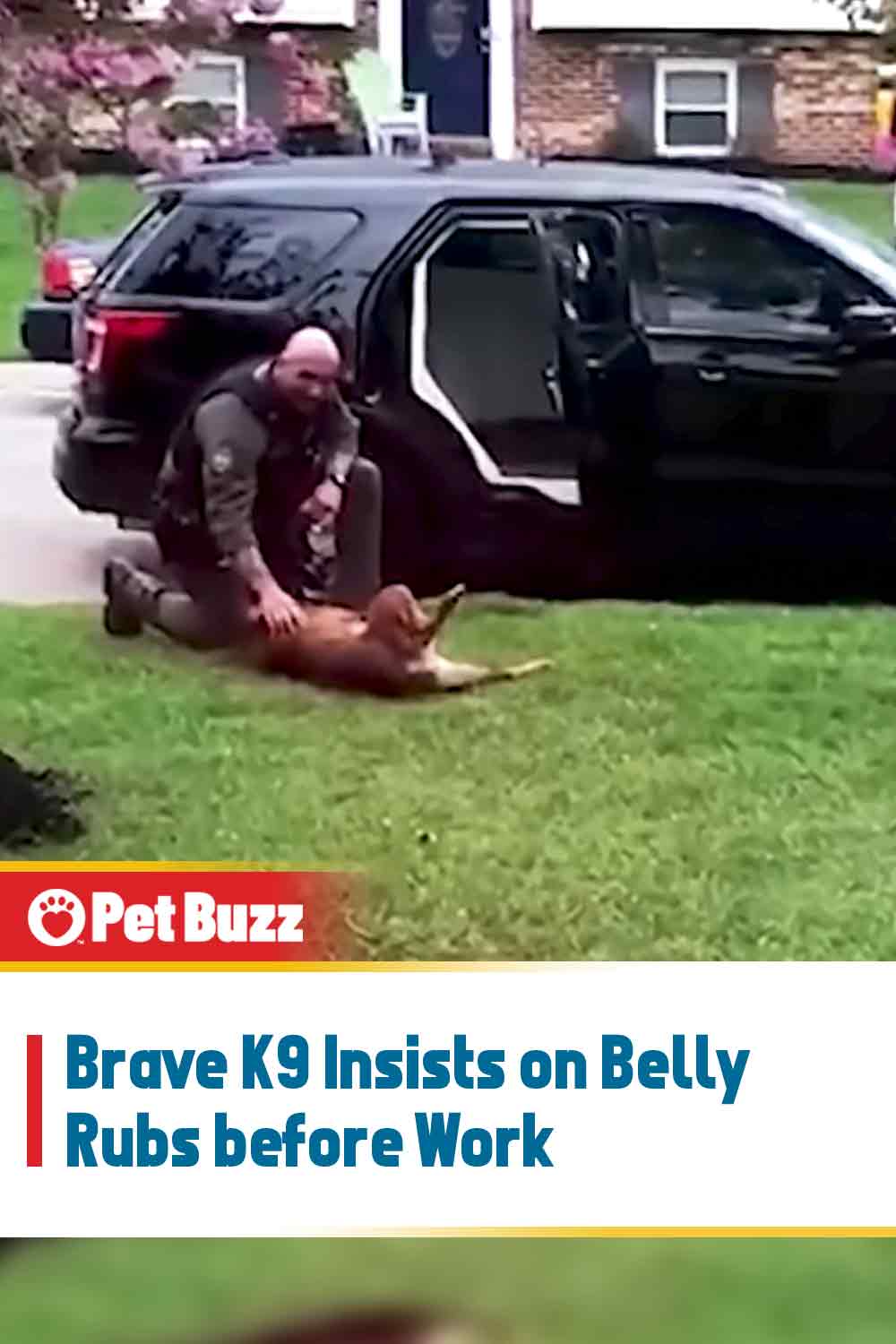 Brave K9 Insists on Belly Rubs before Work