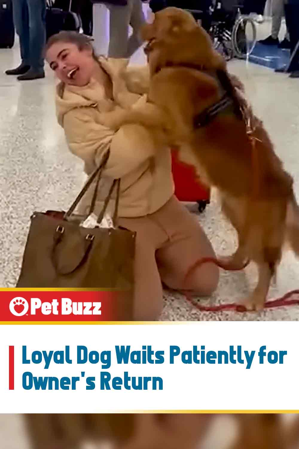 Loyal Dog Waits Patiently for Owner\'s Return