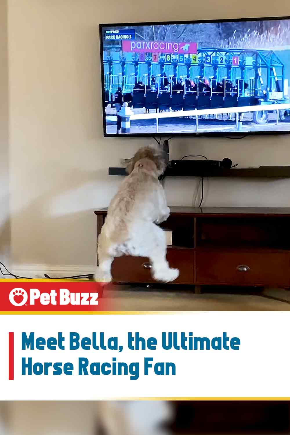 Meet Bella, the Ultimate Horse Racing Fan