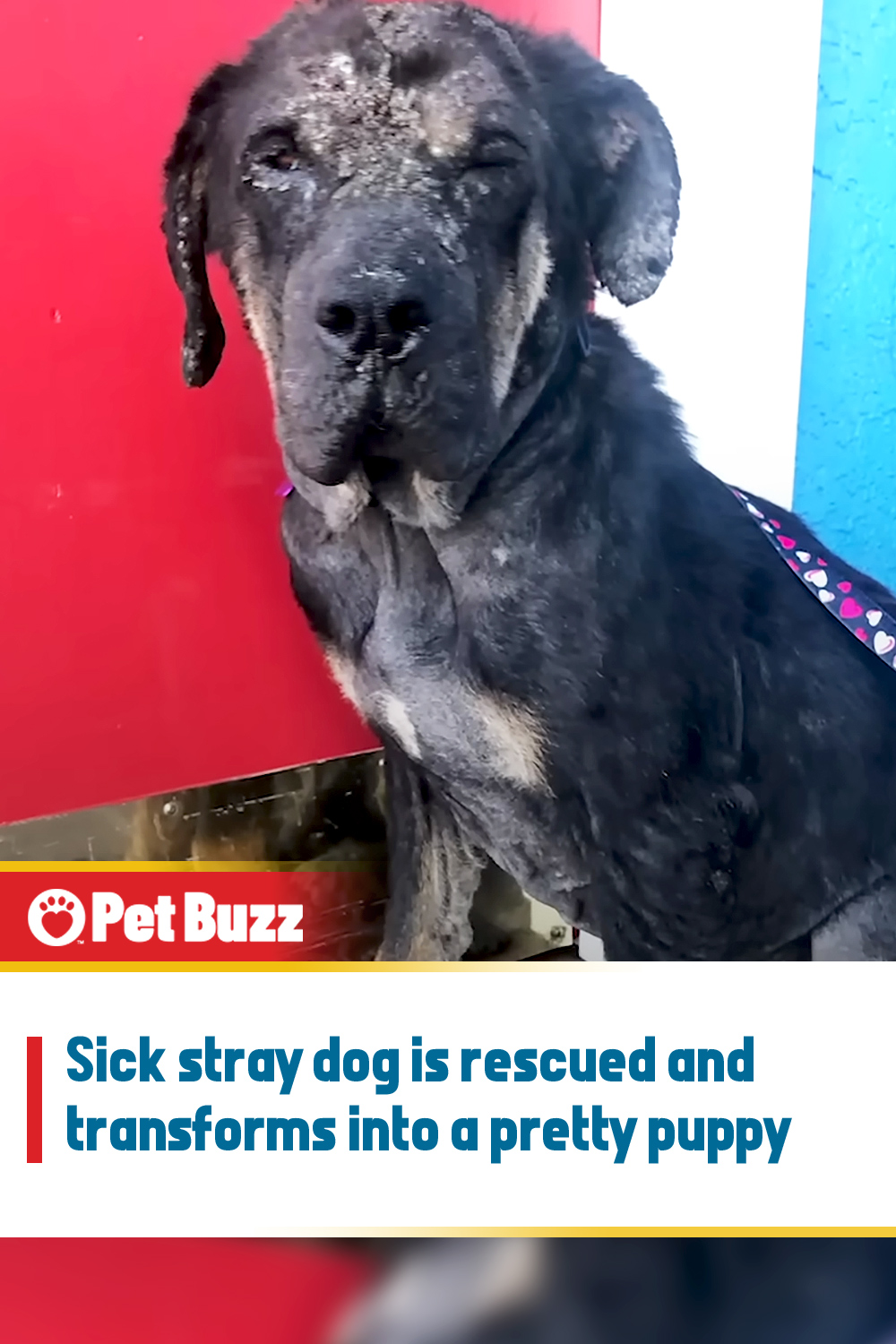 Sick stray dog is rescued and transforms into a pretty puppy