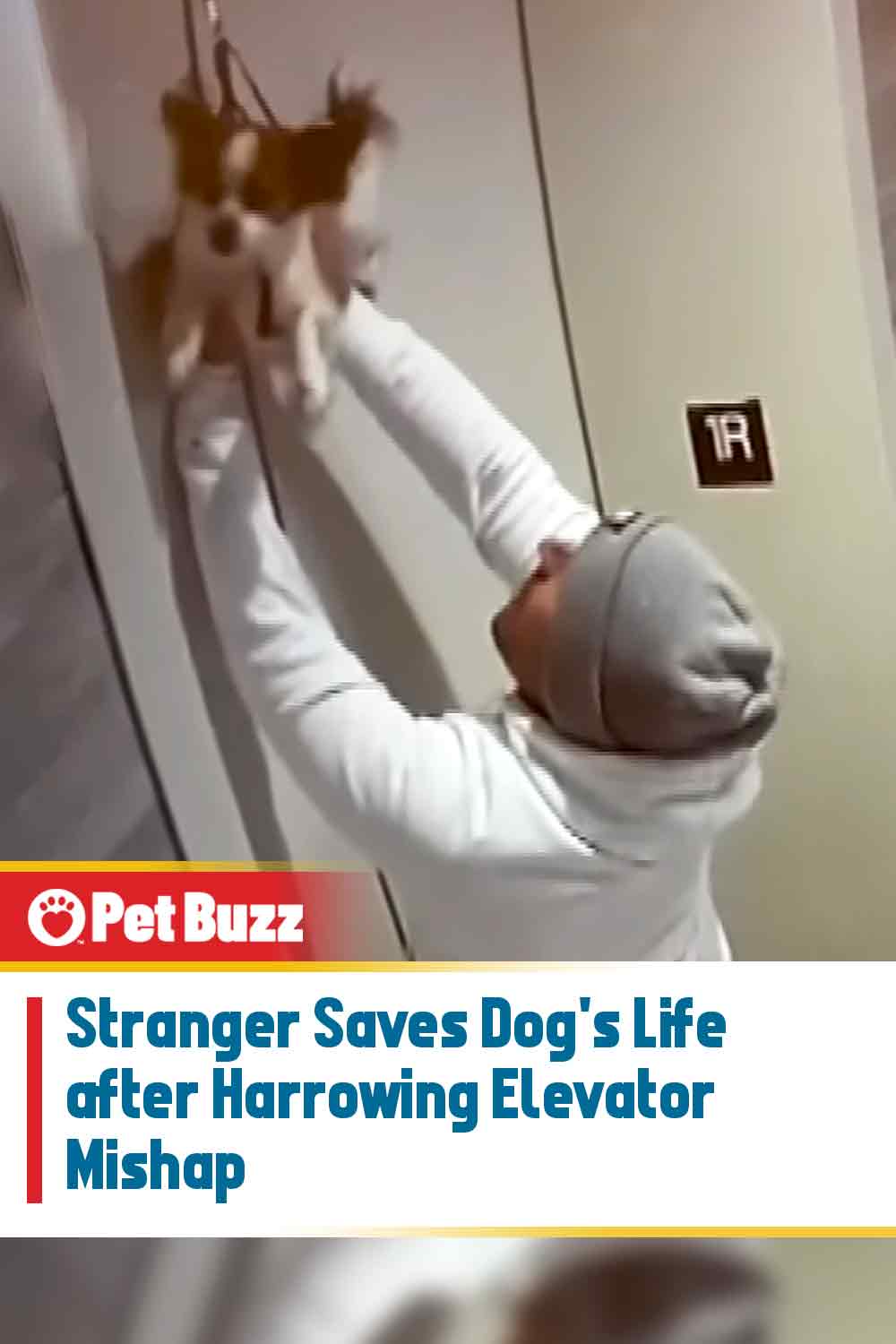 Stranger Saves Dog\'s Life after Harrowing Elevator Mishap