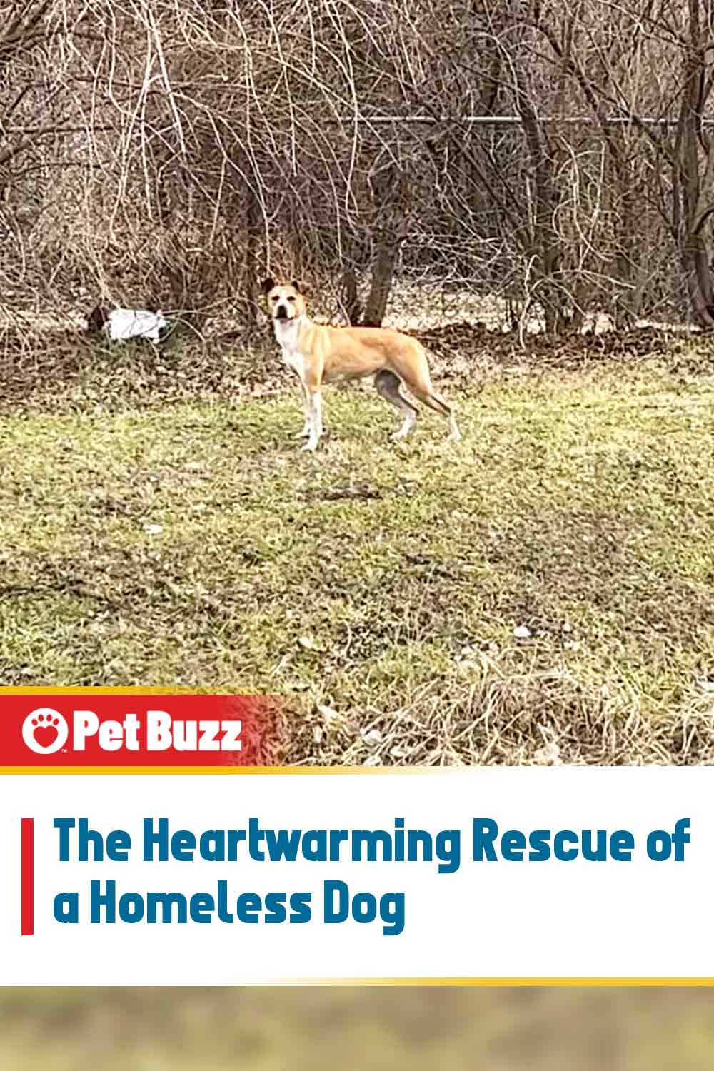 The Heartwarming Rescue of a Homeless Dog