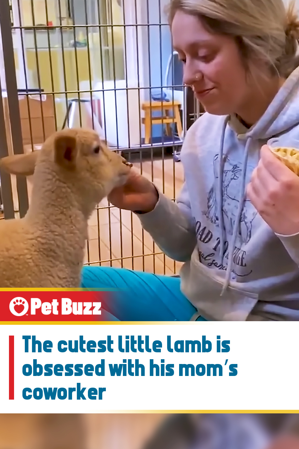 The cutest little lamb is obsessed with his mom’s coworker