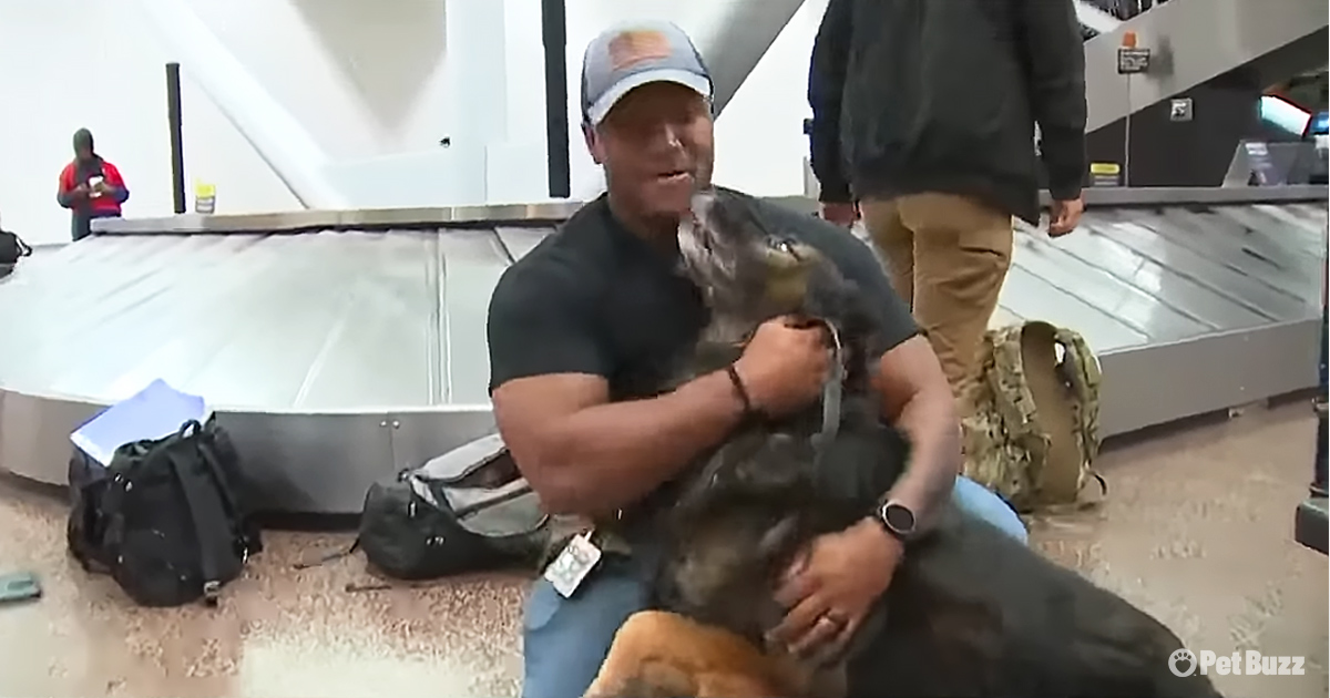 Military Dog Turns to Pup when Reunited with Old Handler